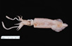 Loligo sp., Arrow squid, SEAMAP collections